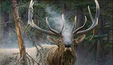 Deer Featured Image Header